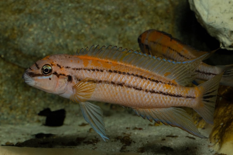 Chalinochromis sp. 'bifrenatus south' Wampembe